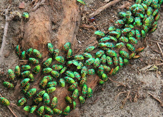 宝石虫/金属盾虫（Jewel Bug/Metallic Shield Bug）