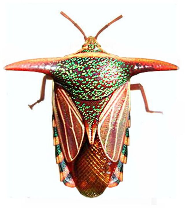 华丽盾虫（Splendid Shield Bug, Poecilocoris splendidulus）