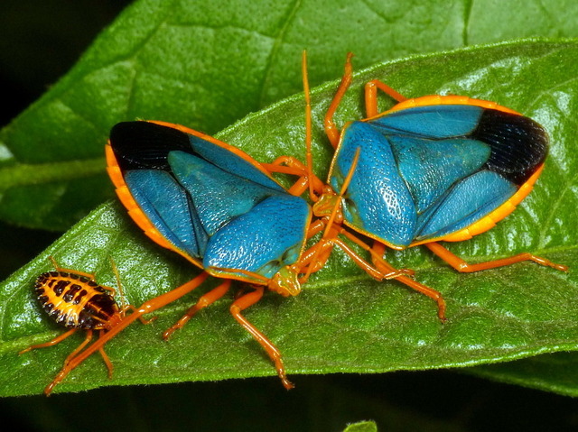 红边臭虫（Red-bordered Stink Bug, Edessa rufomarginata）