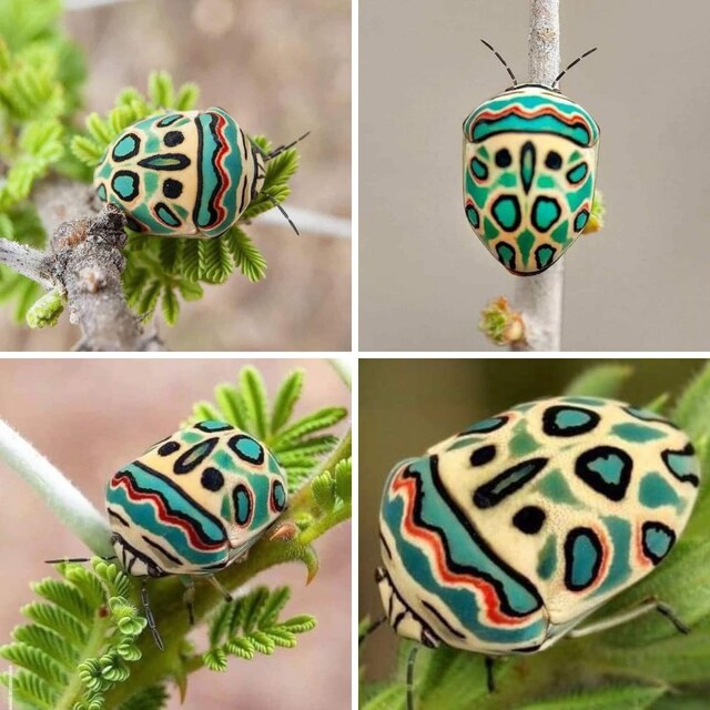 世界上最美丽的 10 种臭虫