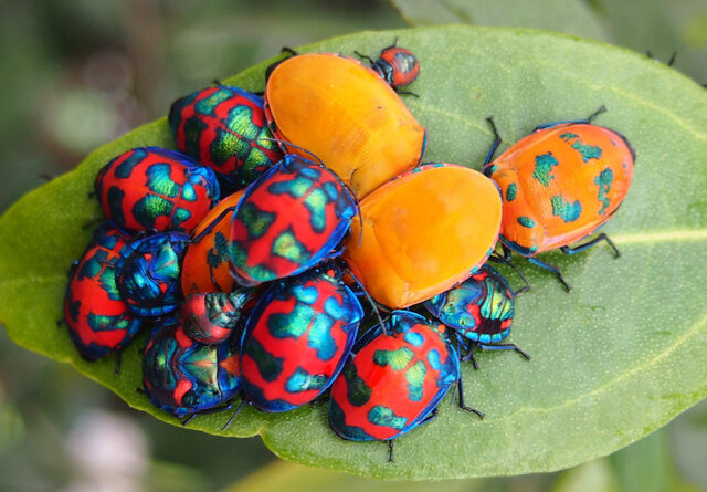 木槿丑角虫（Harlequin Bug, Murgantia histrionica）