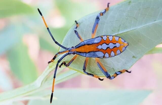 桉树臭虫（Eucalyptus Stink Bug）