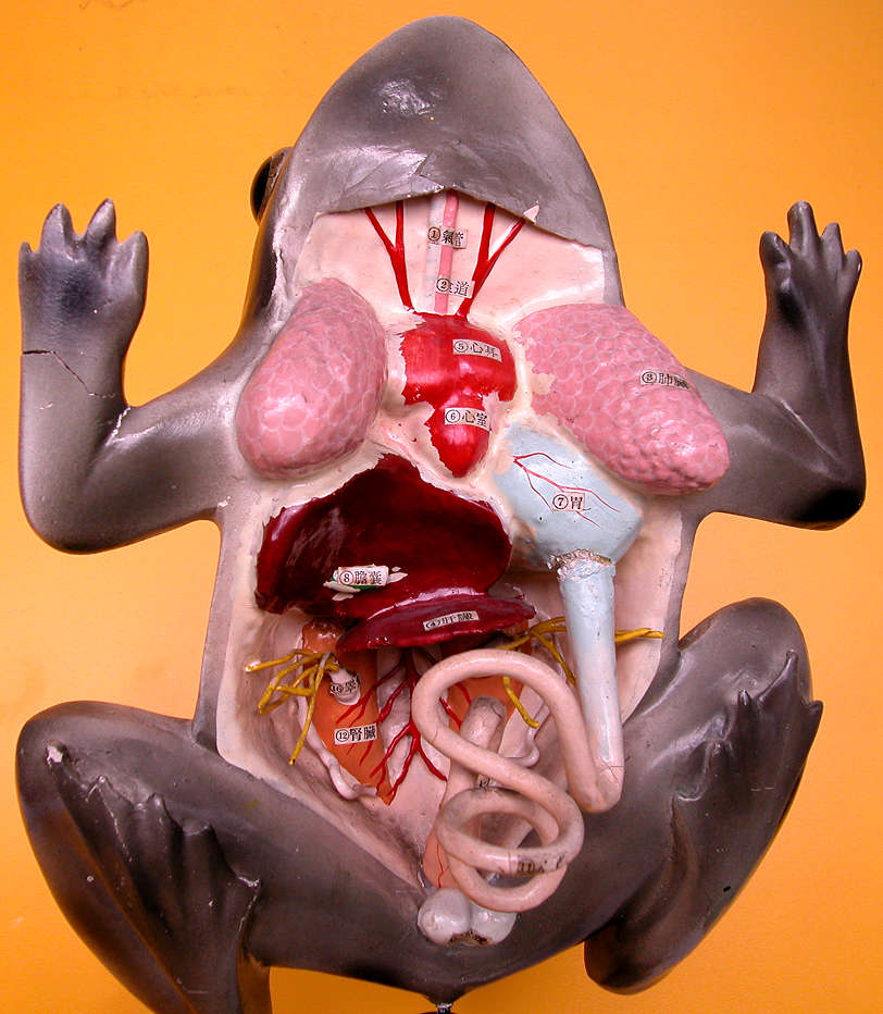 青蛙用什么呼吸？全面解析青蛙的多重呼吸方式