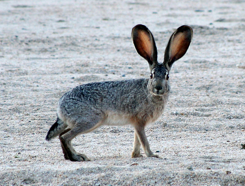 Jackrabbit2_crop.jpeg