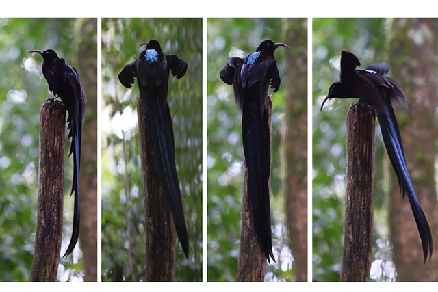 黑镰嘴鸟（Epimachus fastosus）又称黑镰嘴风鸟