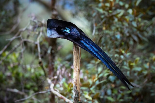 黑镰嘴鸟（Epimachus fastosus）又称黑镰嘴风鸟