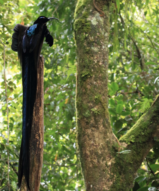黑镰嘴鸟（Epimachus fastosus）又称黑镰嘴风鸟