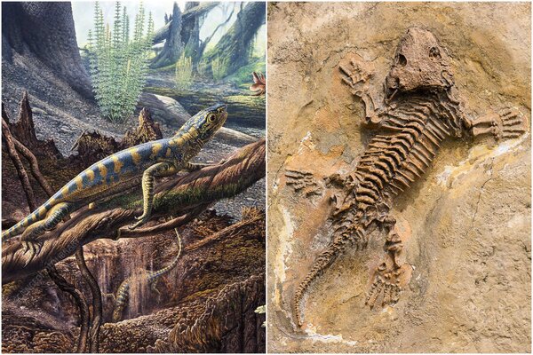 现存十大最重的爬行动物