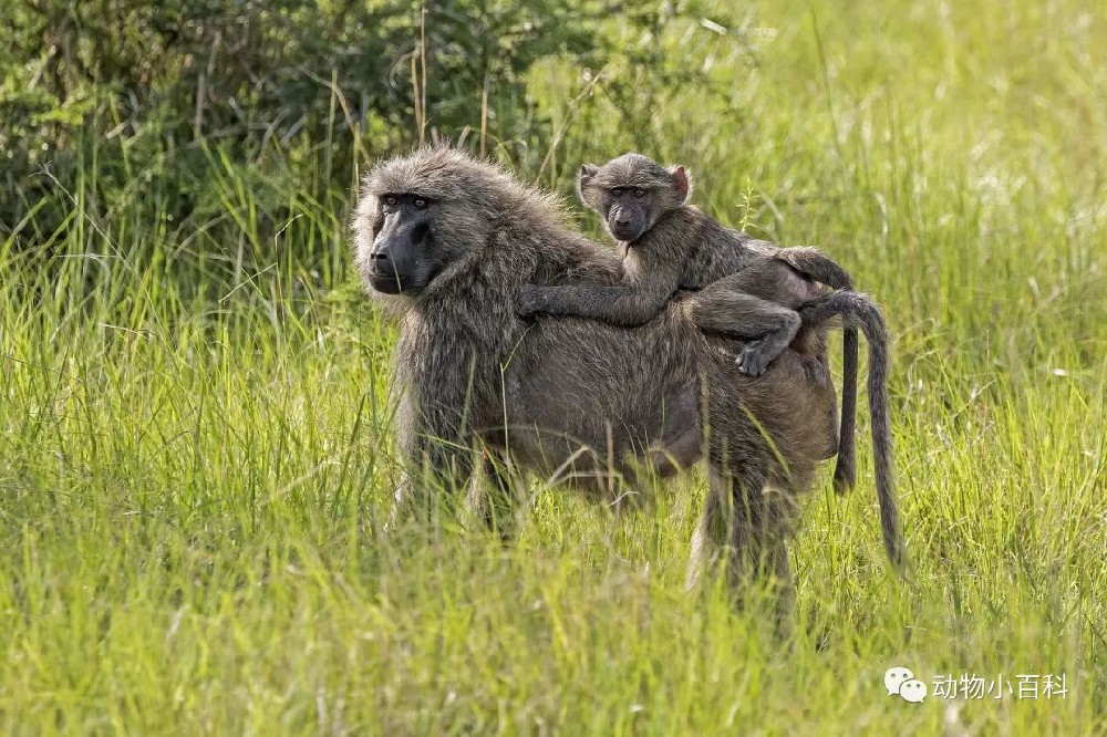 世界十大最聪明的猴子