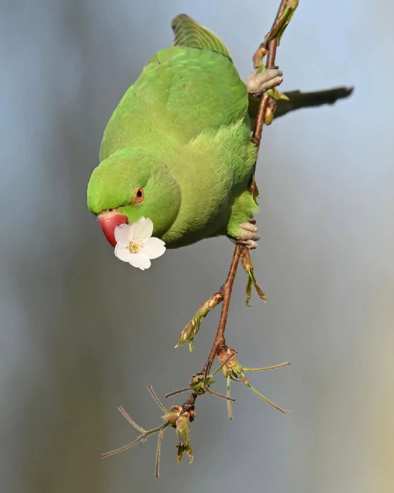 鸟类的食物真是千奇百怪