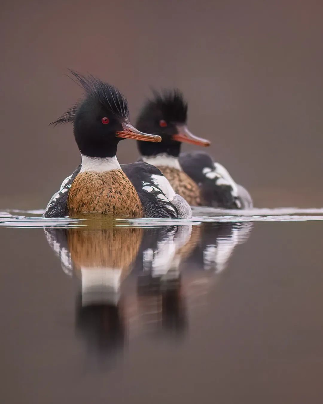 红胸秋沙鸭▲▼