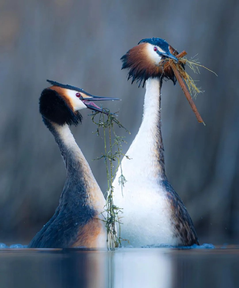 鸟类们的温情一刻