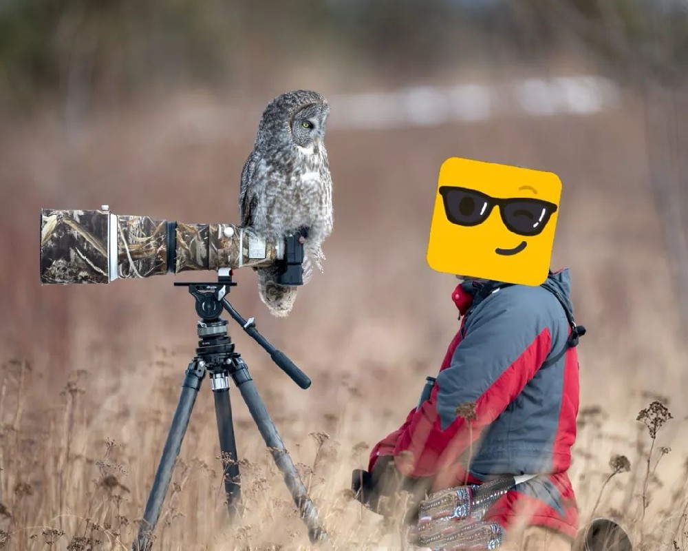 有些鸟类都不怕人的