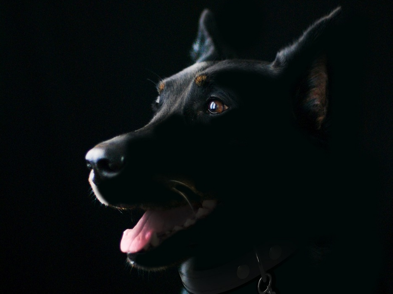 为什么狗不是独立的物种？关于生物种与亚种