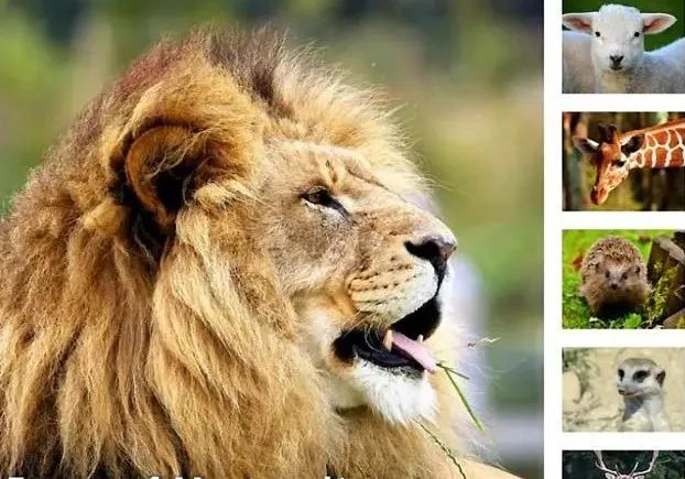 哺乳动物的类型和特征