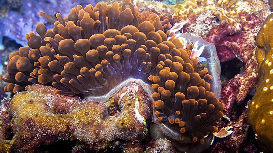 泡尖海葵（Entacmaea quadricolor）