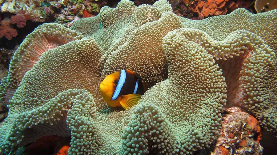 马鞍地毯海葵（Stichodactyla haddoni）