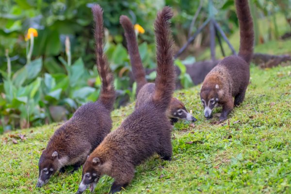 南美洲十大代表动物