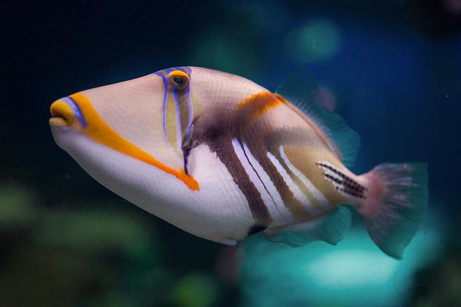 毕加索炮弹鱼（Rhincanthus aculeatus）