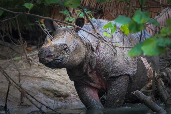 犀牛的种类 - 爪哇犀牛（Rhinoceros sondaicus）