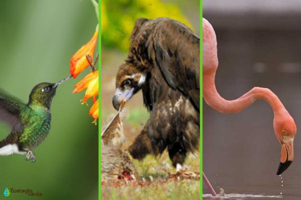 鸟类分类 - 根据鸟类的饮食进行分类