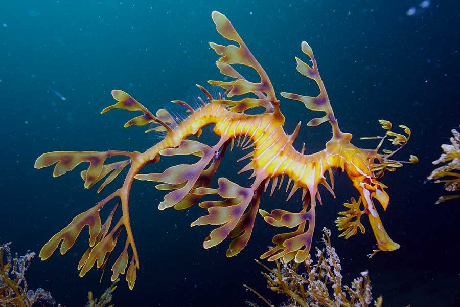 叶海龙 (Phycodurus eques)