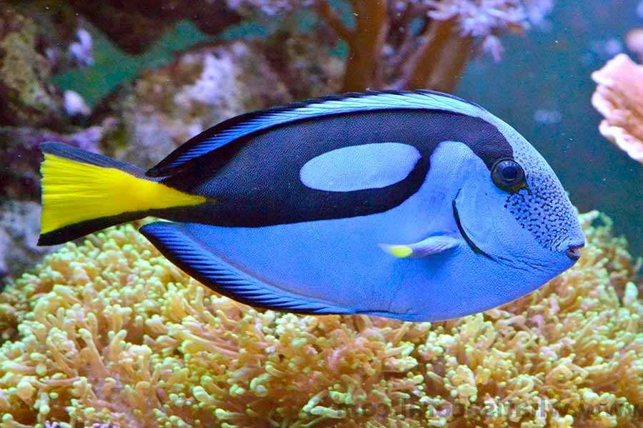 富豪蓝唐 (Paracanthurus hepatus)
