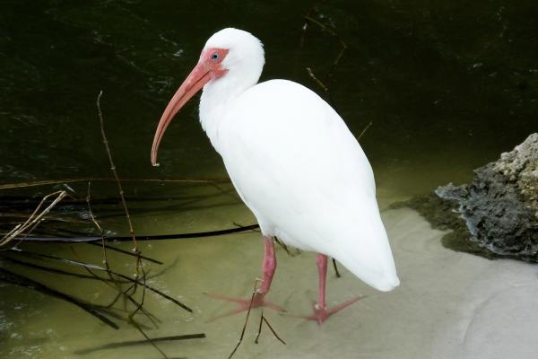 涉禽：它们是什么以及例子 - 白鹮