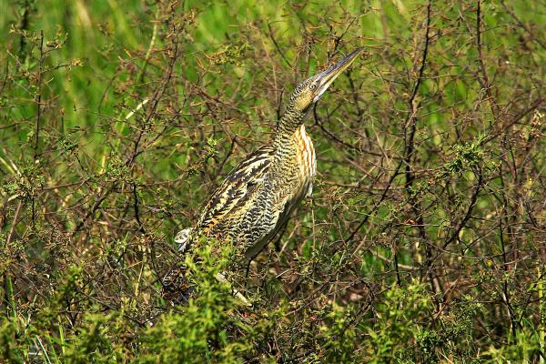 涉水鸟：它们是什么以及例子 - Mirasol grande