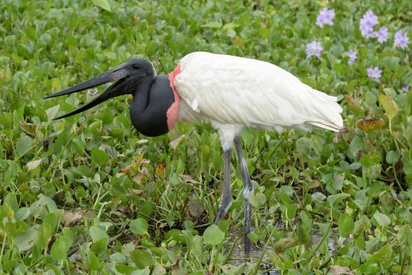 涉禽：它们是什么以及例子 - Jabirú