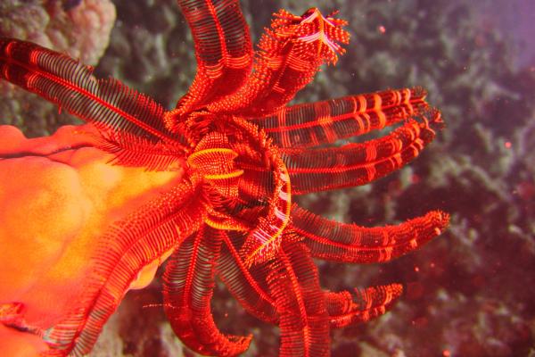 Lirios de mar: qué son, características, hábitat y ejemplos - Qué son los lirios de mar 