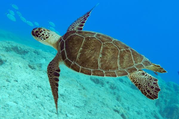 Reptiles acuáticos: características, respiración y ejemplos - Qué son y características de los reptiles acuáticos