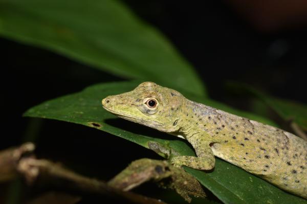 蜥蜴的种类 - 卡利马蜥蜴