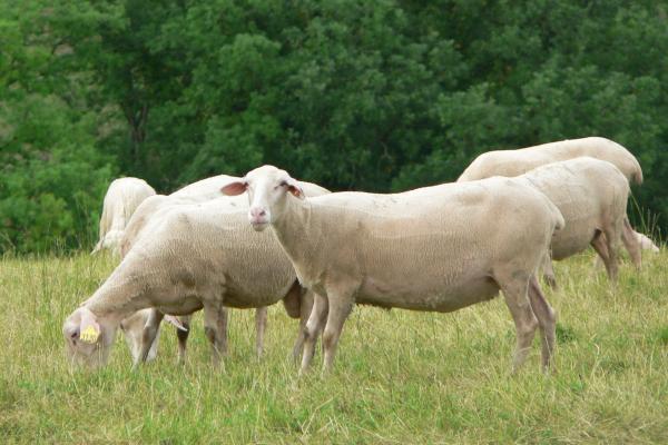 Tipos de ovejas - Oveja Lacaune