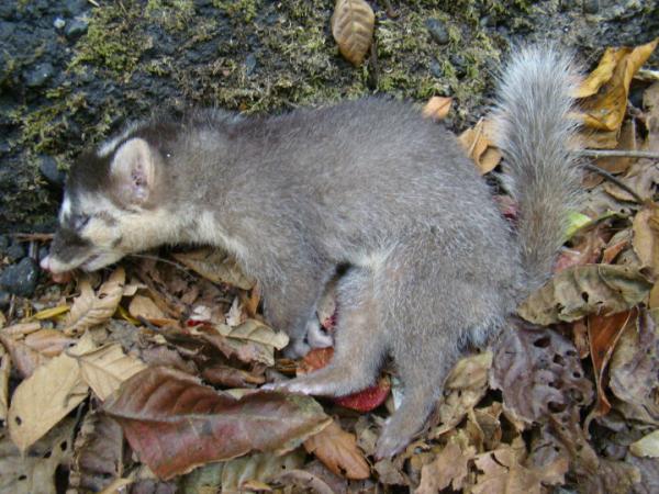 Tipos de tejones - Tejón turón de Borneo (Melogale everetti)