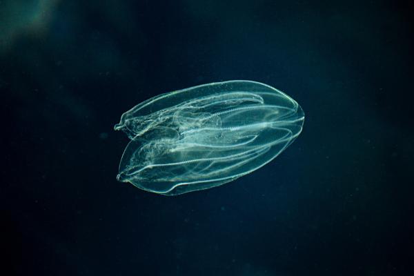 栉水母：地球上最早的动物
