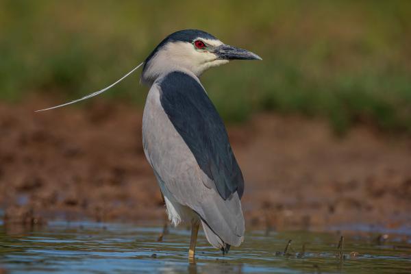 苍鹭种类 - 黑背苍鹭