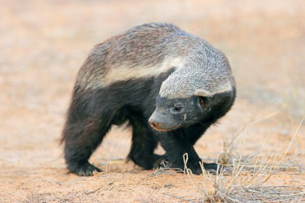 Tipos de tejones - Tejón de la miel (Mellivora capensis)