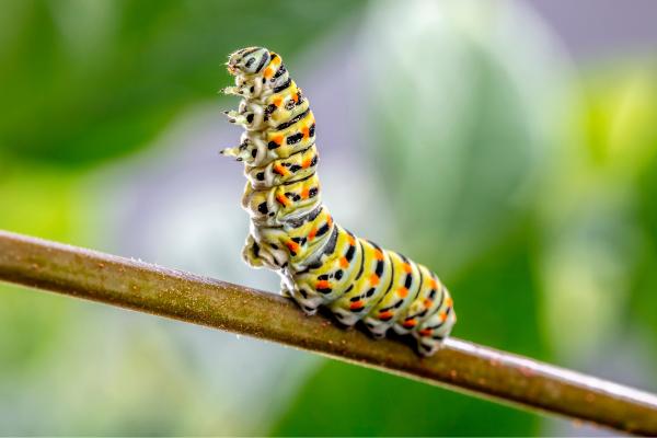 Tipos de orugas - Oruga macaón (Papilio machaon)