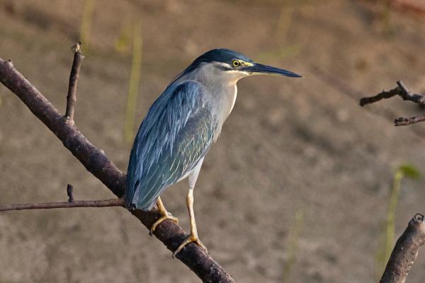苍鹭种类 - 小蓝鹭