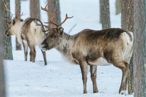 Reno o caribú: qué es, tipos, dónde vive y qué come - Qué es un reno o caribú