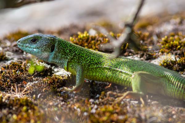 蜥蜴的种类 - 绿蜥蜴