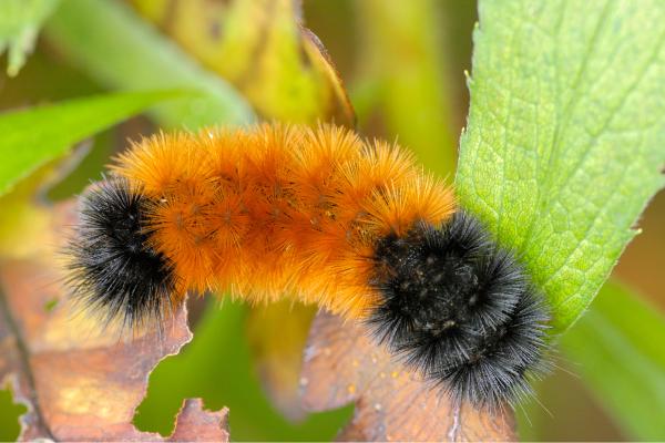 Tipos de orugas - Oruga oso lanudo (Pyrrharctia isabella)