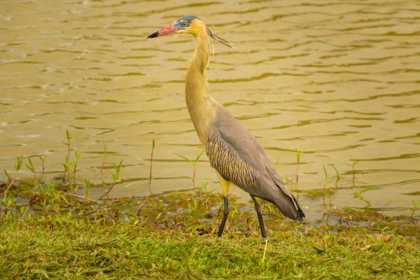 苍鹭的种类 - Whiflón