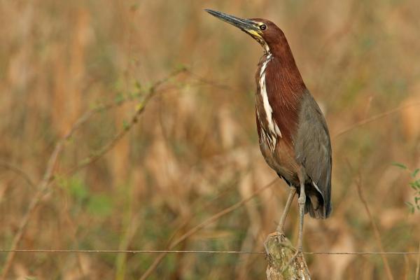 苍鹭种类 - 红头苍鹭