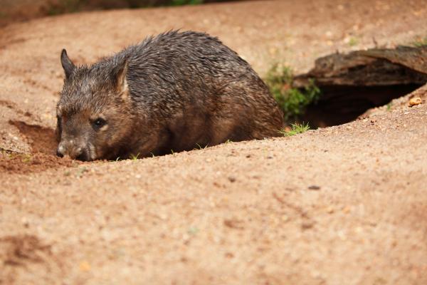 袋熊：袋熊是什么、栖息地、粪便以及关于这种有袋动物的更多有趣事实 - 袋熊面临的威胁与保护