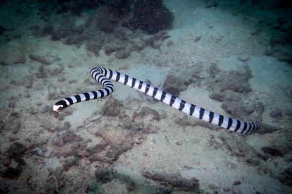 Serpientes marinas: características y ejemplos - Serpiente marina de bandas