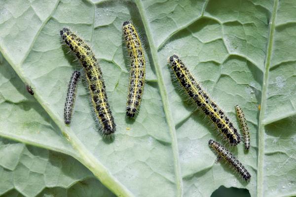 Tipos de orugas - Oruga de la col (Pieris brassicae)