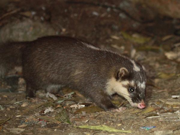 Tipos de tejones - Tejón turón de Java (Melogale orientalis)