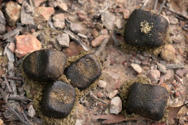 袋熊：它是什么、栖息地、粪便以及有关这种有袋动物的更多有趣事实 - 袋熊粪便